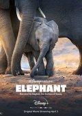 Elephant (2020)