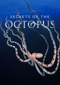 Μυστικά των Χταποδιών / Secrets of the Octopus (2024)