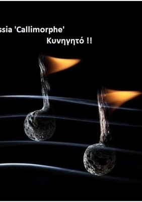 Nassia 'Callimorphe' - Νάσια (2011)
