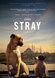 Stray (2020)