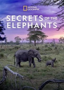 Secrets of the Elephants (2023)