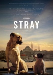 Stray (2020)